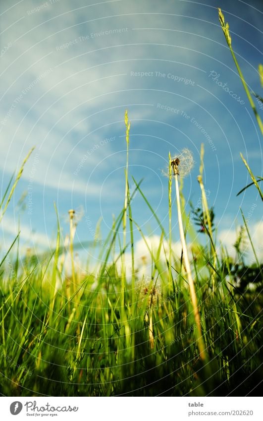 das Gras von unten ansehn . . . Umwelt Natur Pflanze Himmel Frühling Sommer Schönes Wetter Blüte Grünpflanze Wildpflanze Wachstum natürlich blau grün