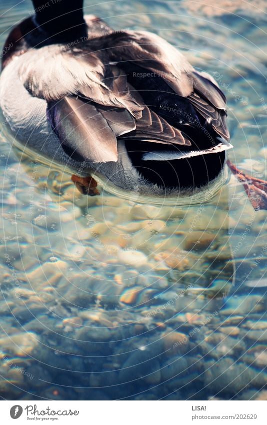 ente ente ente ente ente Natur Wasser Sommer Schönes Wetter Seeufer Tier Wildtier Flügel Ente Erpel Feder Schwimmhaut 1 blau braun grau grün rot schwarz Vogel