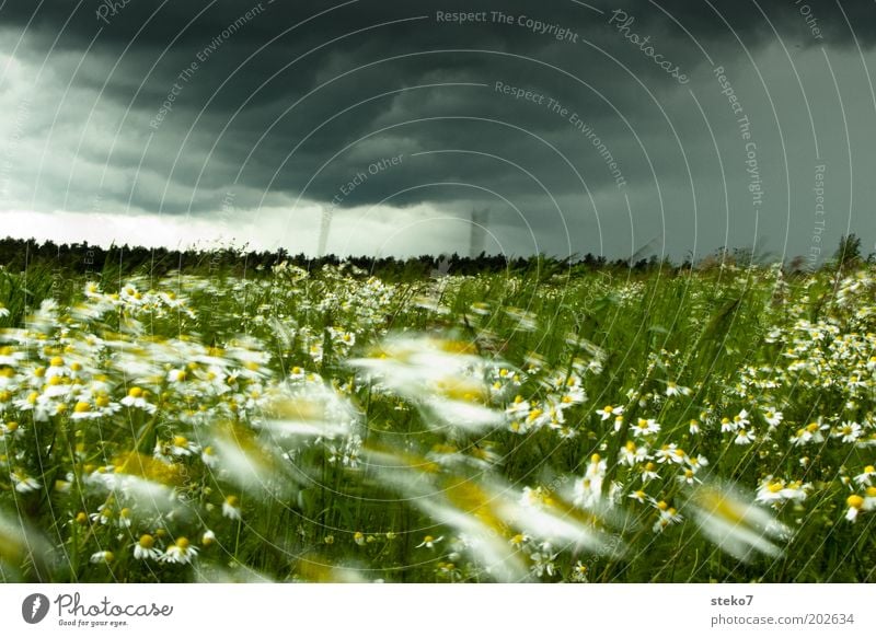 Blütensturm Landschaft Pflanze Gewitterwolken Blume Gras Wiese Blühend bedrohlich frisch gelb grün Kamille intensiv Sturmfront Wind Wetterumschwung dunkel