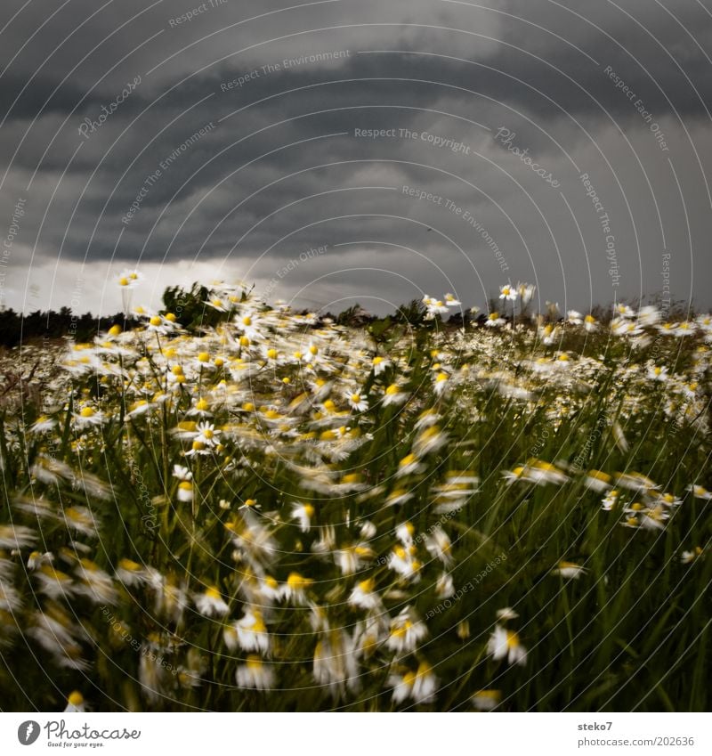 Blütensturm II Landschaft Pflanze Gewitterwolken schlechtes Wetter Unwetter Wind Sturm Blume Gras Wiese Blühend Tanzen bedrohlich dunkel grau grün