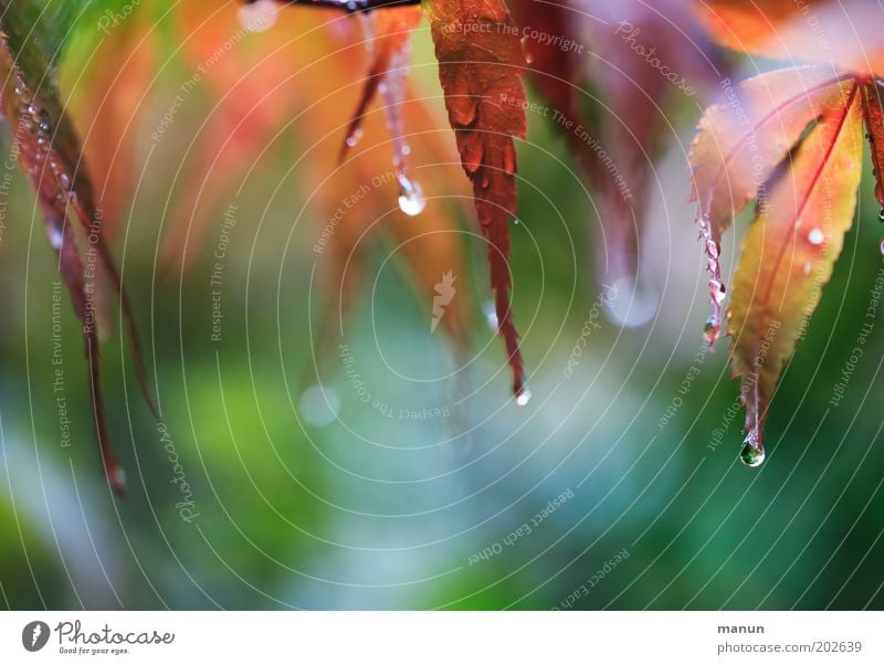 Maiwetter ruhig Natur Frühling Sommer Herbst Klima Klimawandel Wetter Regen Baum Blatt Ahornblatt frisch nass mehrfarbig grün rot Umweltschutz Farbfoto