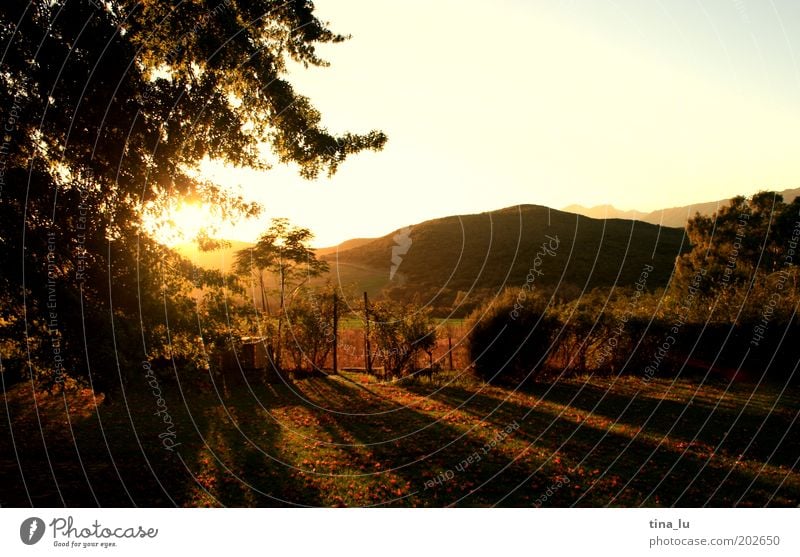 sunrise sunrise elegant Landschaft Sonnenaufgang Sonnenuntergang Sonnenlicht Baum Kapstadt Südafrika Afrika Duft entdecken ästhetisch Stimmung Warmherzigkeit