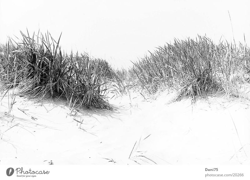 Düne Strand Meer Stranddüne Sand