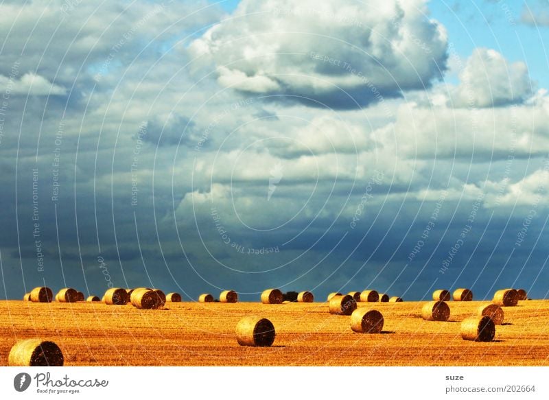 Erntedank Sommer Umwelt Natur Landschaft Urelemente Himmel Wolken Klima Schönes Wetter Wärme Feld blau gelb gold Rolle Strohballen Kornfeld Landleben