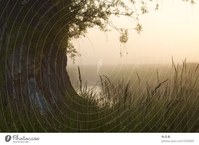 Tor zur Phantasie Umwelt Natur Landschaft Sonnenaufgang Sonnenuntergang Sonnenlicht Frühling Schönes Wetter Nebel Baum Gras Wiese Bach träumen ästhetisch