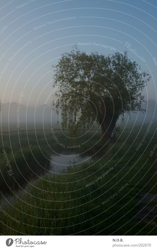 Traumbaum Umwelt Natur Landschaft Wolkenloser Himmel Frühling Baum Wiese Bach ästhetisch fantastisch frisch natürlich Gefühle Stimmung Romantik schön demütig