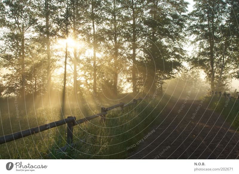 Eingang oder Ausgang? Umwelt Natur Landschaft Sonne Sonnenaufgang Sonnenuntergang Frühling Schönes Wetter Wiese ästhetisch grün Frühlingsgefühle Vorfreude schön