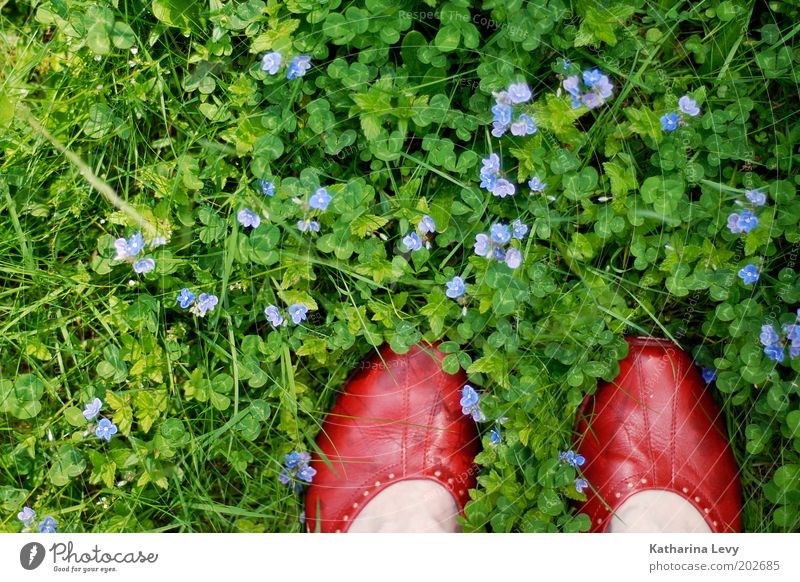 David Bowie Mensch Leben Fuß 1 Umwelt Natur Frühling Sommer Blume Gras Garten Park Wiese Schuhe stehen authentisch grün violett rot Zufriedenheit