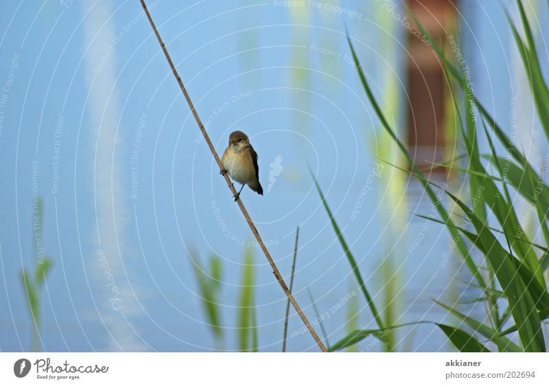 Spatz am Stiel Umwelt Natur Pflanze Tier Küste Seeufer Wildtier Vogel hell blau grün sitzen Farbfoto mehrfarbig Außenaufnahme Tag Sonnenlicht Unschärfe Wasser