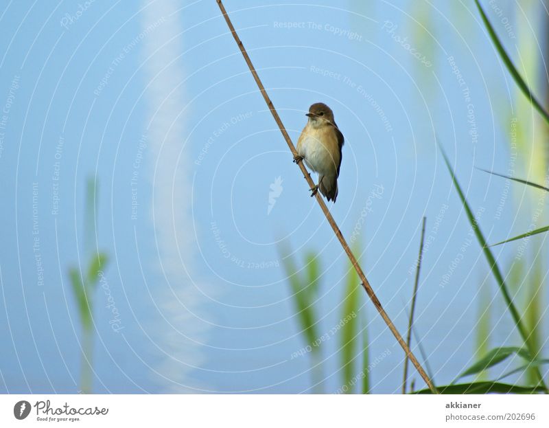 (Eis)Vogel am Stiel! Umwelt Natur Pflanze Tier Küste Seeufer Wildtier sitzen hell blau braun grün Schilfrohr Spatz Farbfoto mehrfarbig Außenaufnahme Tag Licht