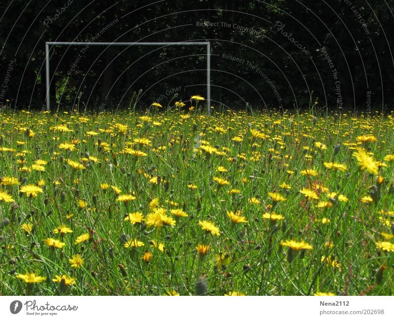 Mannschaft gesucht... Sommer Fußball Fußballplatz Natur Frühling Blume Gras Blüte Wildpflanze Wiese Blühend gelb grün Tor Fußballtor Blumenwiese Löwenzahn