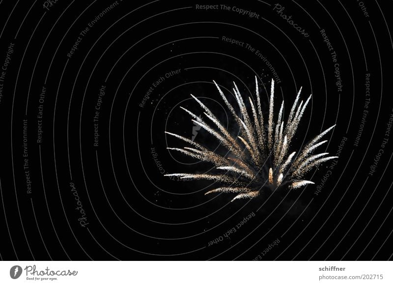 Nachtblume Nachtleben Silvester u. Neujahr glänzend Feste & Feiern Jubiläum explodieren Blume Feuerwerk Hintergrund neutral Himmel