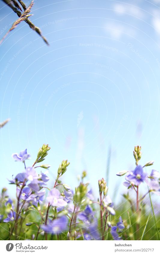 im nächsten leben werd ich... Umwelt Natur Pflanze Himmel Wolken Frühling Sommer Schönes Wetter Blume Gras Blüte Garten Park Wiese Feld Glück Frühlingsgefühle