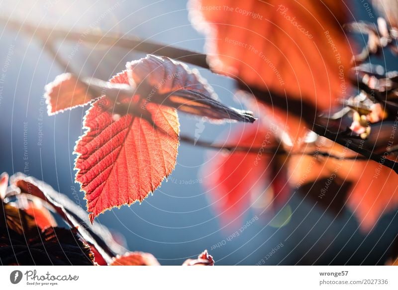 Frühlingsgefunzel I Natur Pflanze Sonnenlicht Schönes Wetter Sträucher Blatt Nutzpflanze Haselnussblatt dünn blau braun mehrfarbig rot Stimmung Frühlingsgefühle