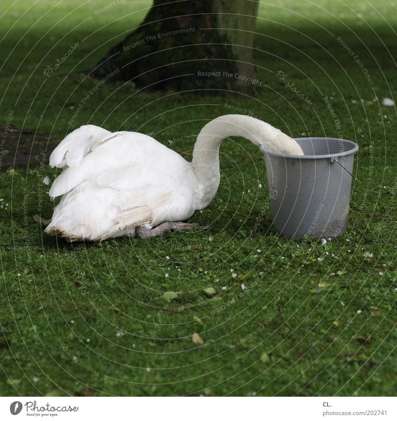 schwan im eimer Natur Baum Gras Park Wiese Tier Wildtier Schwan Flügel 1 Fressen füttern lustig Neugier Appetit & Hunger gefräßig Hemmungslosigkeit skurril