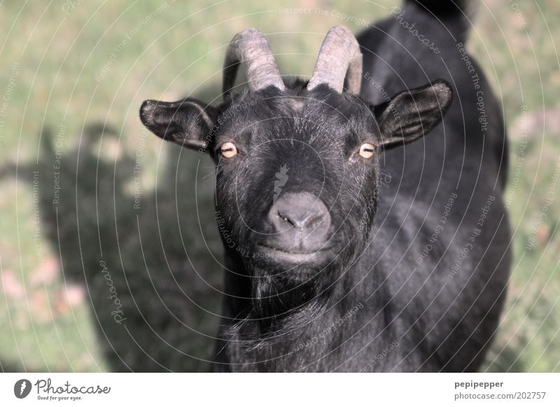 ziege Wiese Tier Nutztier Tiergesicht Fell Zoo Streichelzoo 1 schwarz Ziegen mehrfarbig Außenaufnahme Tag Zentralperspektive Blick Blick in die Kamera