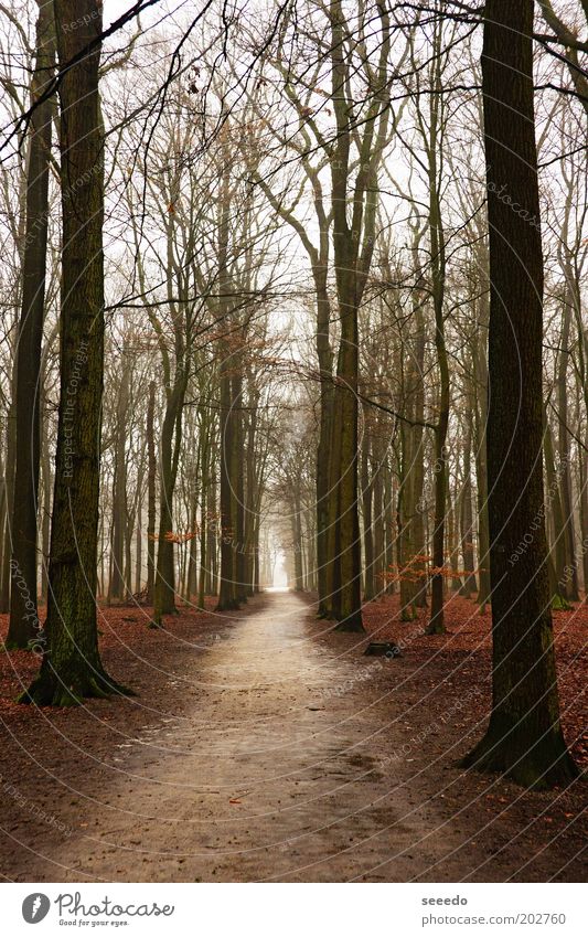 Ein Weg in einem Wald Natur Pflanze Herbst Baum Kiefer Ewigkeit Perspektive Ende dunkel Ferne Unendlichkeit hoch braun schwarz weiß Schwerpunkt Wege & Pfade