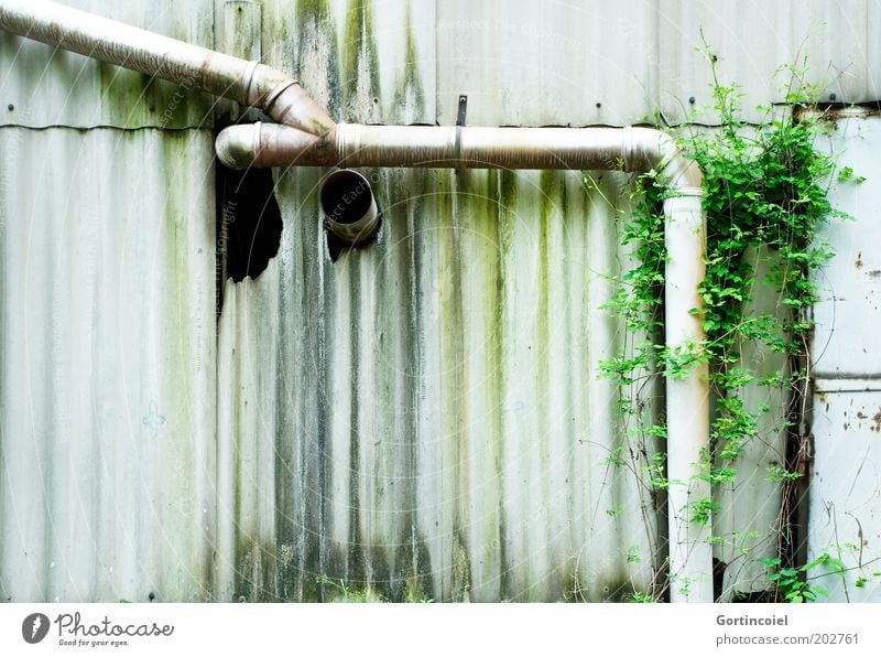 Mensch vs. Natur Industrie Pflanze Grünpflanze Industrieanlage Ruine Gebäude Fassade alt dreckig grün verfallen Rohrleitung Röhren Moos Fabrik Kletterpflanzen