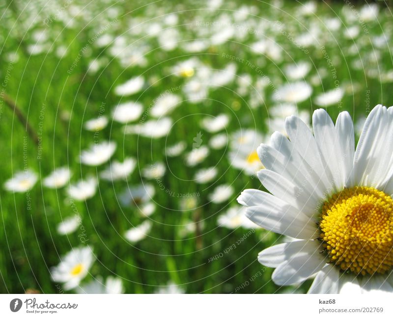 endlich Sommer Glück Ferien & Urlaub & Reisen Ausflug Freiheit Sommerurlaub Sonne Landschaft Pflanze Frühling Schönes Wetter Blume Park Wiese Duft Erholung