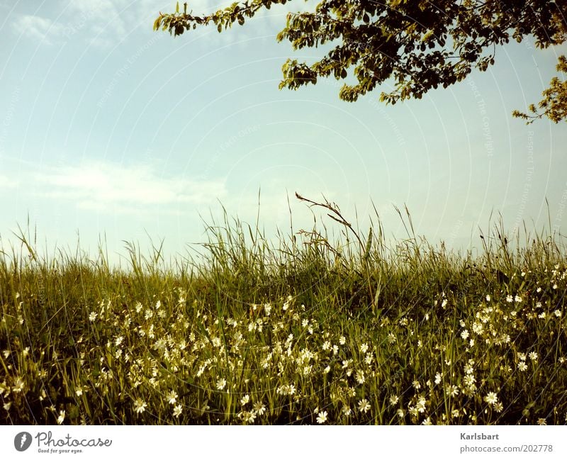 sommerwiese 2.0 harmonisch Wohlgefühl Erholung ruhig Freiheit Sommer Umwelt Natur Landschaft Himmel Sonnenlicht Frühling Baum Gras Wildpflanze Wiese Feld