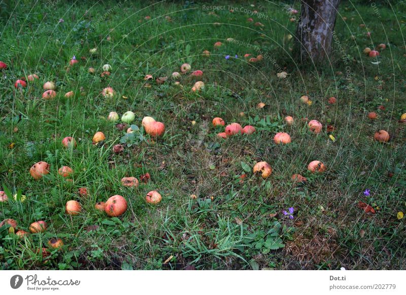 Streuobst Frucht Natur Herbst Baum Gras Garten Wiese grün Obstbaum fallen Fallobst Apfel Apfelbaum Baumstamm Streuobstwiese Obstgarten wurmstichig viele