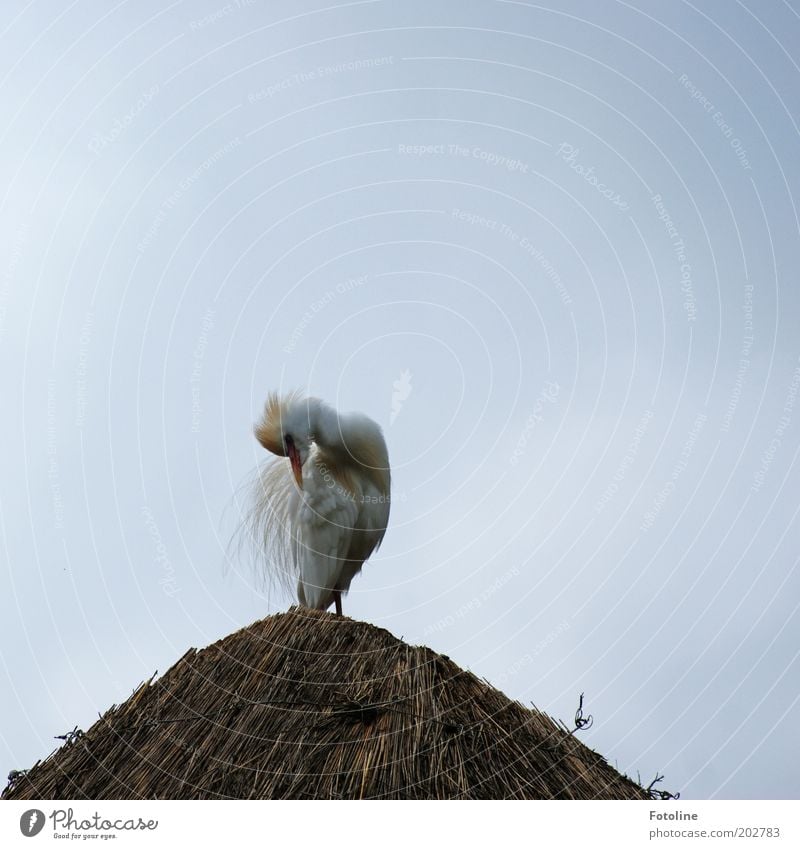 Ich mach's Gefieder schön, ich mach's Gefieder schön! Natur Tier Himmel Wildtier Vogel hell braun grau weiß Reinigen Feder Farbfoto Gedeckte Farben