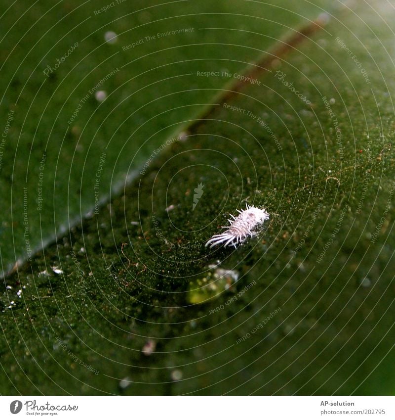 Wolllaus Tier 1 Ekel Pflanzenschädlinge Natur Plage wolllaus pfui Farbfoto Nahaufnahme Detailaufnahme Makroaufnahme Textfreiraum links Textfreiraum rechts