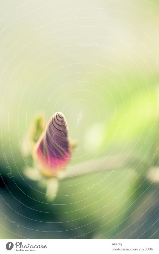 Emporkömmling Leben harmonisch Meditation Natur Pflanze Frühling Blüte Blütenknospen Winde leuchten Lebensfreude Frühlingsgefühle Zufriedenheit einzigartig