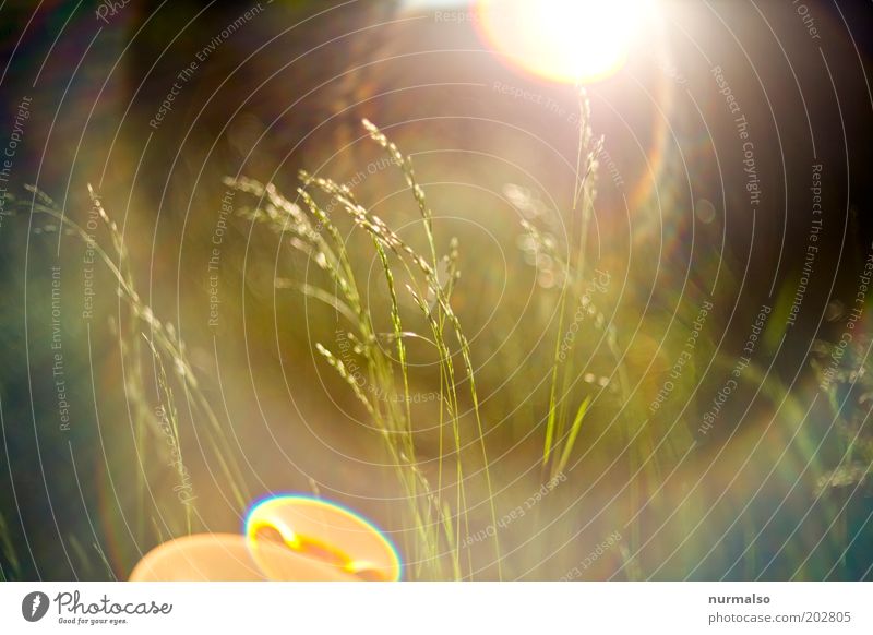 heute Morgen Lifestyle Umwelt Natur Pflanze Sonnenaufgang Sonnenuntergang Sommer Schönes Wetter Gras Grünpflanze Wiese machen ästhetisch schön saftig grün