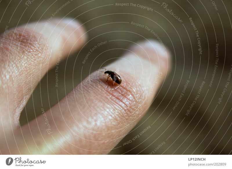 Zwei Finger Bug Mensch Leben Hand 1 Umwelt Tier Käfer Neugier Hautfalten winzig Farbfoto Außenaufnahme Nahaufnahme Detailaufnahme Textfreiraum rechts Tag