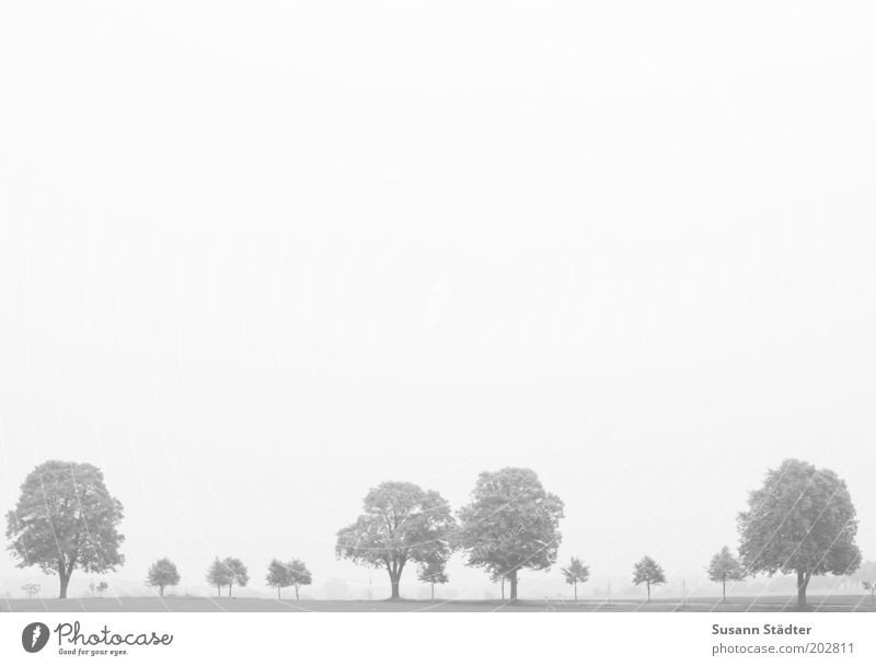 Großfamilie Umwelt Himmel Wolkenloser Himmel Baum Wiese Feld natürlich Mecklenburg-Vorpommern Landleben Reihe Allee unverbaut Laubbaum Schwarzweißfoto