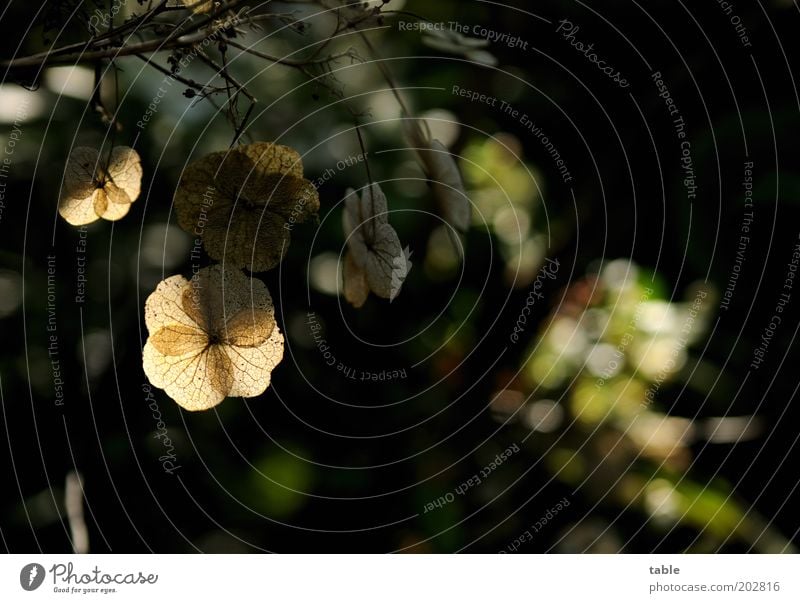 Gegenlicht Umwelt Natur Pflanze Sträucher Blatt Wildpflanze alt hängen verblüht dunkel braun schwarz Farbfoto Außenaufnahme Nahaufnahme Menschenleer Tag