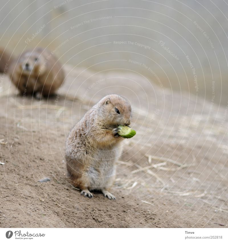 Und täglich frißt das Murmeltier... Wildtier 2 Tier festhalten Fressen hocken Nagetiere Gurkenscheibe Hügel Ernährung Fell niedlich klein Krallen Farbfoto