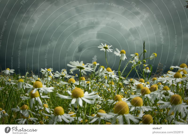 Ruhe vor dem Blütensturm Landschaft Pflanze Gewitterwolken Frühling schlechtes Wetter Wiese Blühend bedrohlich dunkel gelb grau grün intensiv Kamillenblüten