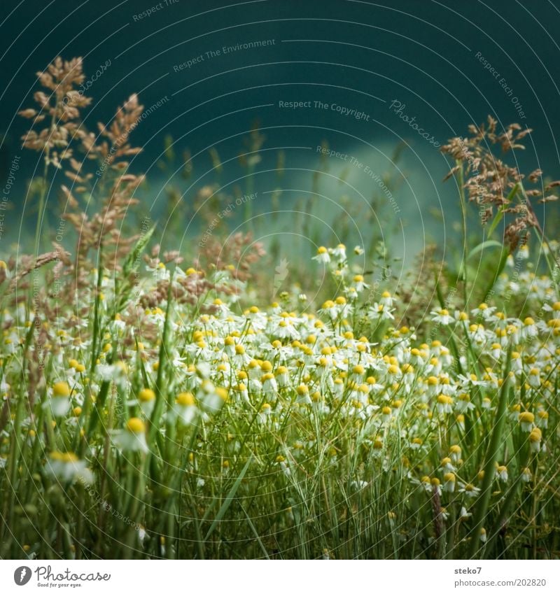 Ruhe vor dem Blütensturm II Natur Landschaft Pflanze Gewitterwolken Frühling schlechtes Wetter Unwetter Blume Gras Wiese Blühend bedrohlich dunkel gelb grau