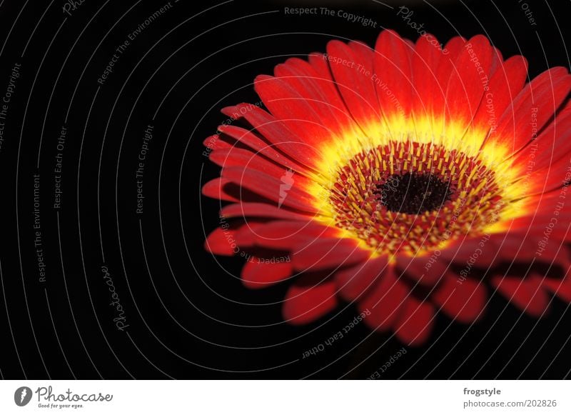 Gerbera Pflanze Blume Blüte Blühend Duft leuchten ästhetisch frisch rund gelb rot schwarz Farbfoto Innenaufnahme Nahaufnahme Menschenleer Textfreiraum links