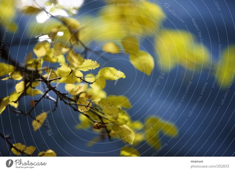 draußen Erholung ruhig Natur Herbst Baum Sträucher Blatt Wildpflanze Herbstfärbung Herbstlaub herbstlich ästhetisch frisch positiv blau gelb Leben Farbe