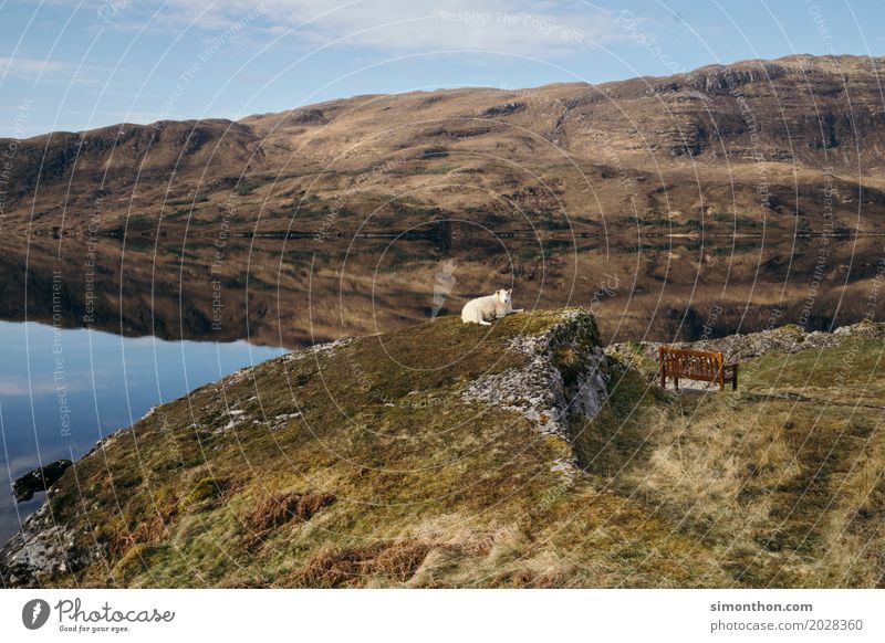 Chill Natur Landschaft Schaf 1 Tier Geborgenheit ruhig Einsamkeit Erholung Freiheit Frieden Gelassenheit Horizont Idee Idylle Kunst Langeweile Leben Pause rein