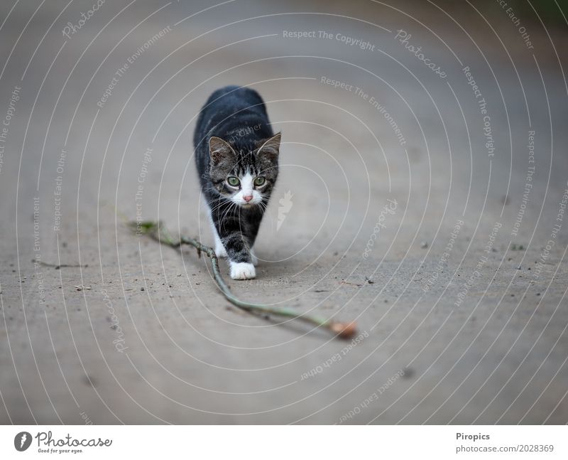 Catwalk Tier Katze 1 Fährte beobachten Bewegung gehen Jagd frech grün schwarz weiß Mut Abenteuer Konzentration Ziel Farbfoto Außenaufnahme Textfreiraum oben