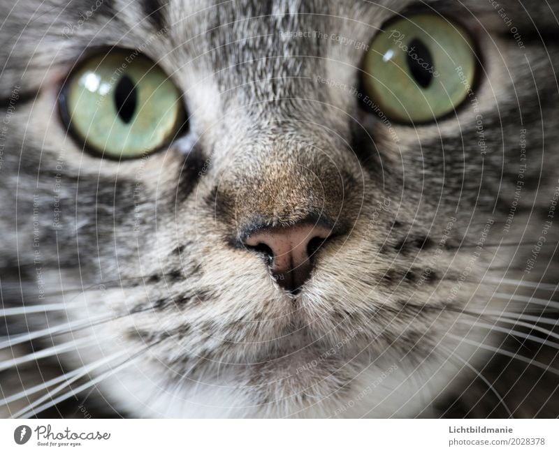 Süße Schnauze Tier Haustier Katze Tiergesicht Fell Nase Maul Schnurrhaar Auge Tigerfellmuster Norwegische Waldkatze Katzennase Katzenmaul atmen beobachten