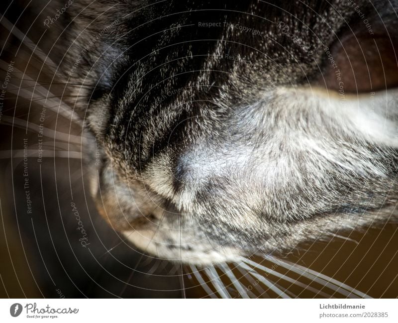 Unbemerkt Tier Haustier Katze Tiergesicht Fell Schnurrhaar Katzennase Nase Ohr Tigerkatze Tigerfellmuster Fellstruktur Katze von oben beobachten träumen