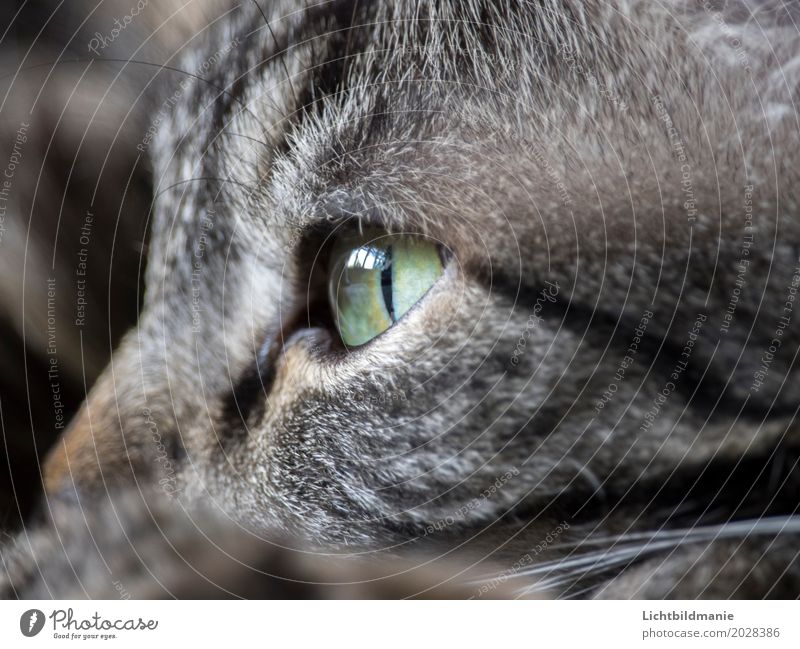 Moment der Ruhe Tier Haustier Katze Tiergesicht Fell Katzenauge Tigerfellmuster Tigerkatze Schnurrhaar Tastsinn Sinnesorgane Fellstruktur grüne Augen