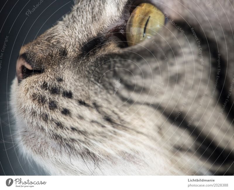 Immer der Nase nach Tier Haustier Katze Tiergesicht Katzenauge Katzennase Katzenmaul Maul Auge Schnurrhaar 1 beobachten Jagd Blick Spielen frech Freundlichkeit