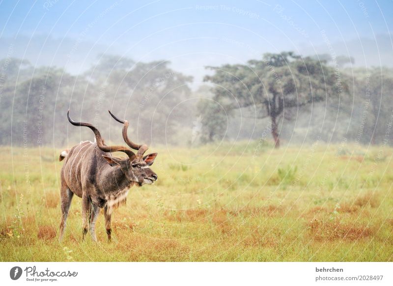 du KU(h)DU Ferien & Urlaub & Reisen Tourismus Ausflug Abenteuer Ferne Freiheit Safari Gras Wiese Feld Wald Südafrika Tier Wildtier Tiergesicht Fell Kudu Horn 1