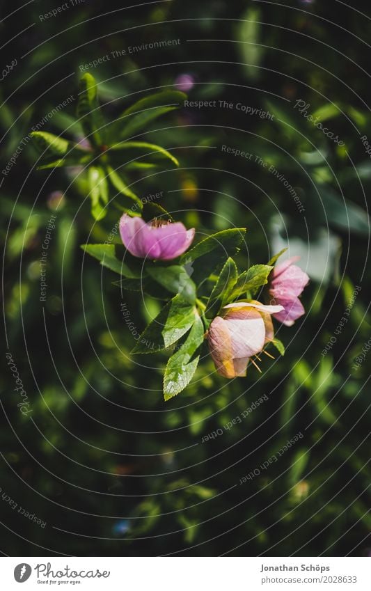 rosa Blüten Umwelt Natur Frühling Pflanze Blume Grünpflanze Garten Park ästhetisch Wachstum Blühend grün Naturphänomene Beginn Neuanfang frisch Farbfoto