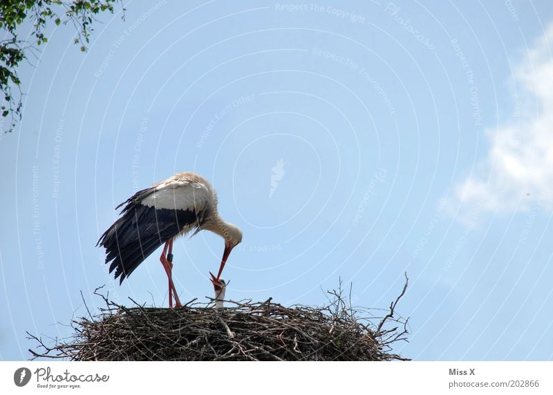 Fütterung Himmel Frühling Tier Wildtier Vogel 2 Tierjunges Tierfamilie füttern Gefühle Glück Vertrauen Geborgenheit Warmherzigkeit Zusammensein Liebe Fürsorge