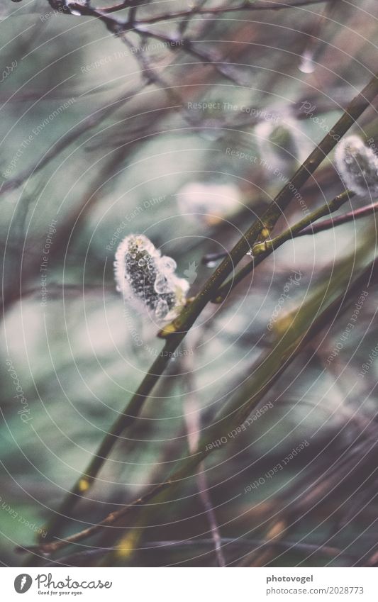 Tröpfchen auf Kätzchen Natur Pflanze Wasser Regen Sträucher Grünpflanze Garten kalt nah nass natürlich braun grau grün Gelassenheit ruhig Tropfen Farbfoto