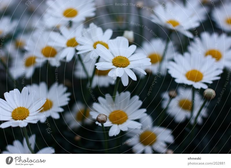 Schönen Sonntag Natur Pflanze Frühling Blume Blüte Margerite Garten Freundlichkeit frisch Glück Fröhlichkeit Frühlingsgefühle Vorfreude Farbfoto Außenaufnahme