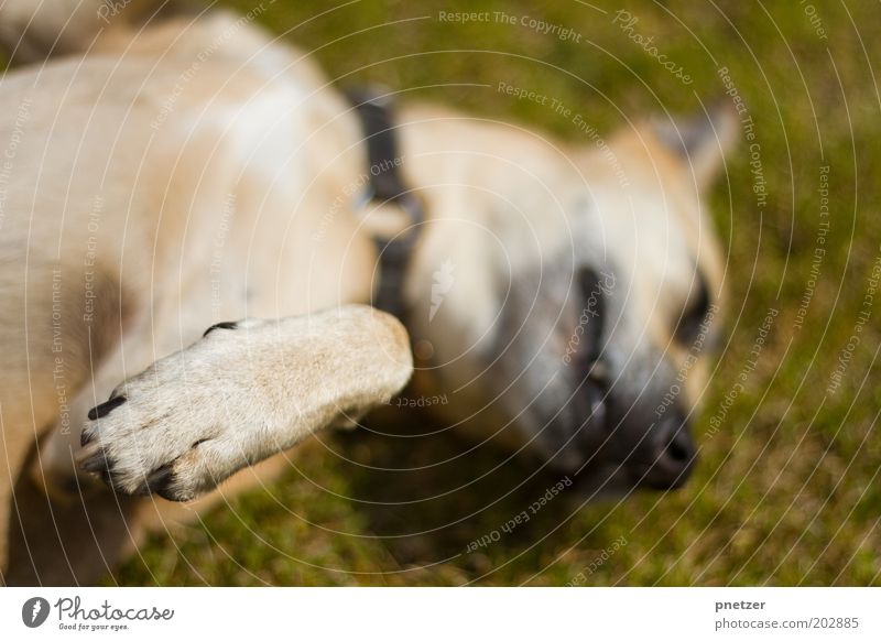 Gib Pfote! Spielen Park Tier Haustier Hund Krallen 1 Tierjunges Erholung genießen liegen Freundlichkeit Fröhlichkeit Glück lustig Freude Zufriedenheit