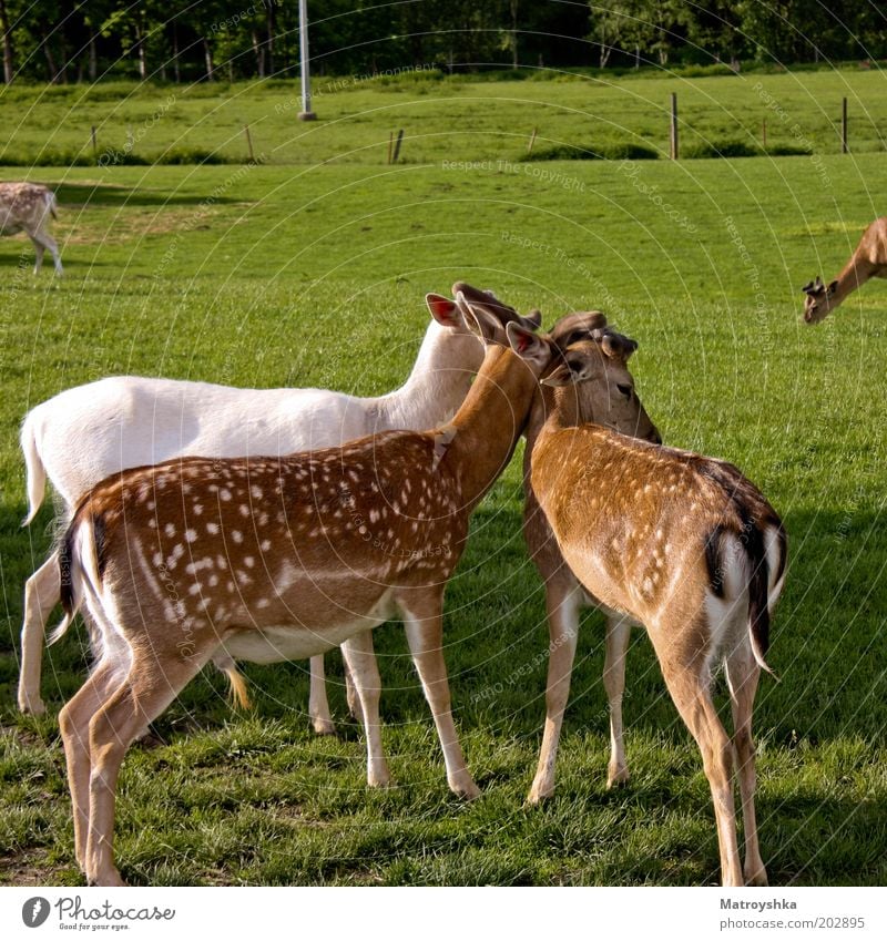 anschmiegsam Natur Sonnenlicht Frühling Sommer Feld Reh 3 Tier Tiergruppe Tierjunges Tierfamilie stehen kuschlig Frühlingsgefühle Sicherheit trösten